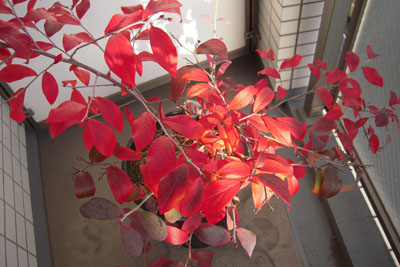 ブルーベリーの紅葉