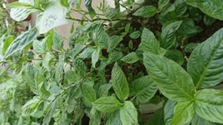 藍の種と栽培(生葉染め染料用) | つぎいろ 藍の種と栽培(生葉染め染料用) | つぎいろ