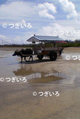 由布島の水牛車
