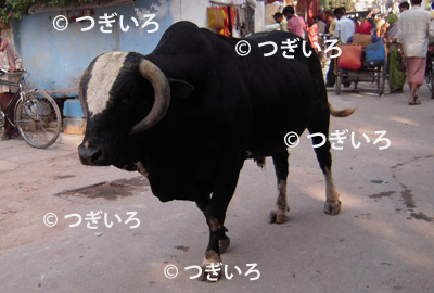 牛の画像イメージ