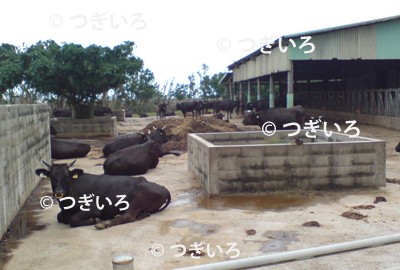 石垣島の牛