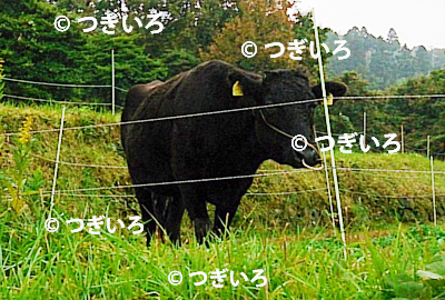 豊島の牛
