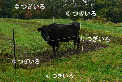 豊島の牛
