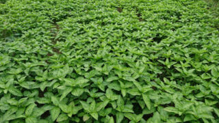 藍染めは誰でもできる 栽培から　染色まで　入手困難 栽培から染色まで藍染めは誰でもできる