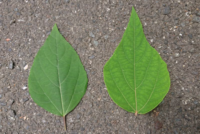 臭木とアカメガシワの葉