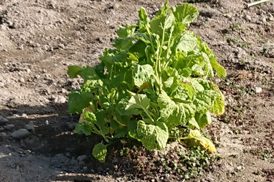 2月中旬の菜花