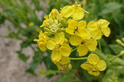 おいしい菜花の花