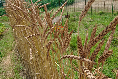収穫時の小麦の穂