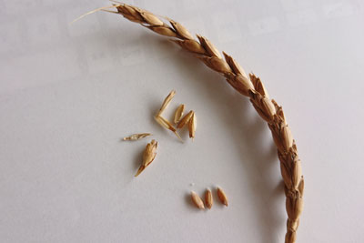 小麦の穂と麦粒