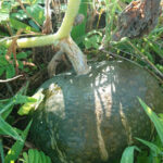 コンポストカボチャ