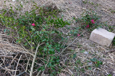 地面に置いた山茶花の剪定枝