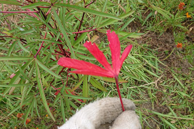 ローゼルの赤い葉