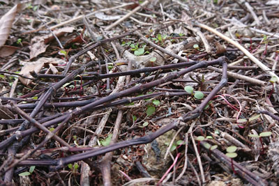 去年の藍の乾燥茎