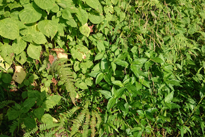 端っこの雑草と藍