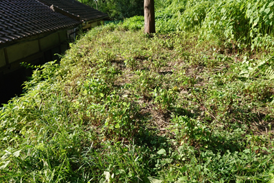 一番刈り後の藍畑