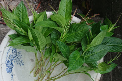 花穂のついた藍の茎