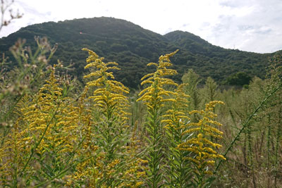 山と背高泡立草