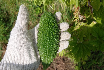 小さいゴーヤの実