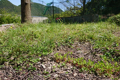 定植前の藍畑