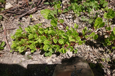 定植した時の苗床の藍