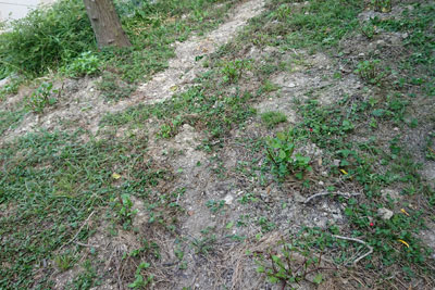 一番刈り後の藍畑