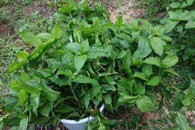 二番刈りした藍の茎葉