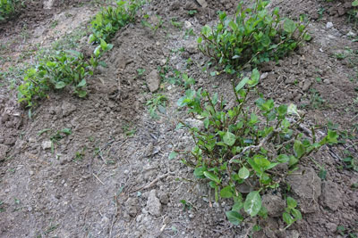 2番刈り後の土のせ