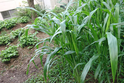 ソルゴー刈り取り前