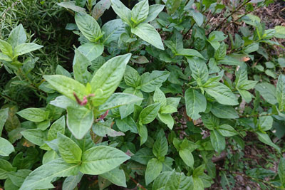 穂が出た花壇の藍