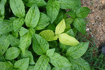 白っぽい藍の葉