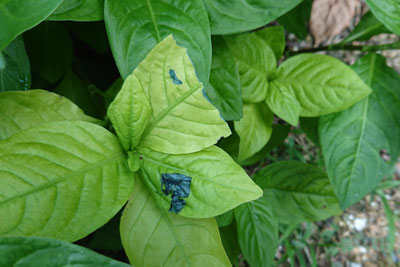 白抜けした葉のテスト