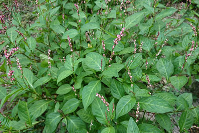 3番刈り済の株の藍の花
