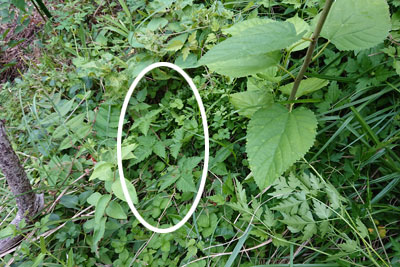 9月中旬の上段のブラックベリー