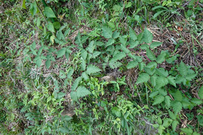 9月下旬のブラックベリー