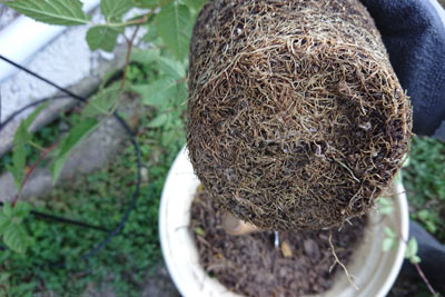 苗ポットの根詰まり