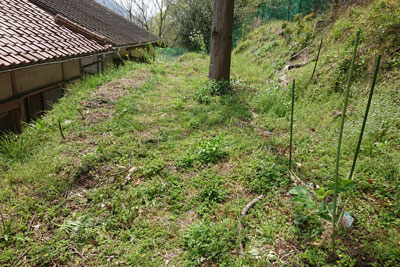 家庭菜園2025年4月