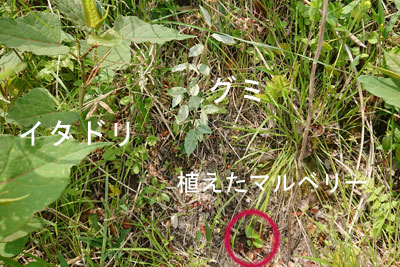 イタドリとグミとマルベリー