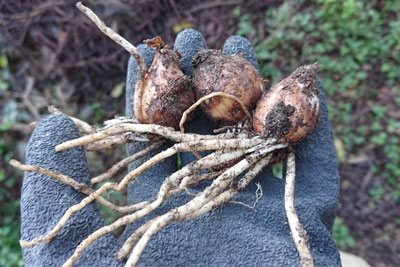 スノーフレークの球根