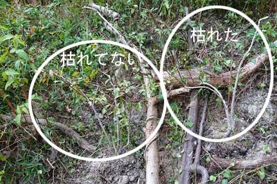 ブルーベリーの植え付け