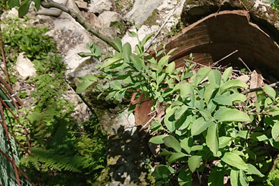 植木鉢に入れたブルーベリー