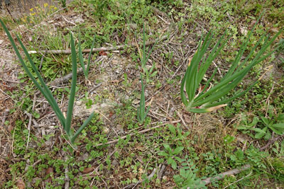 4月下旬の玉ねぎ