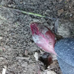 収穫した玉ねぎを再度植え付け