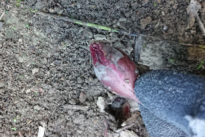 収穫した玉ねぎを再度植え付け