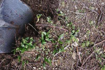 スノーフレークの移動