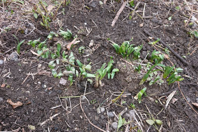 移動後のスノーフレーク