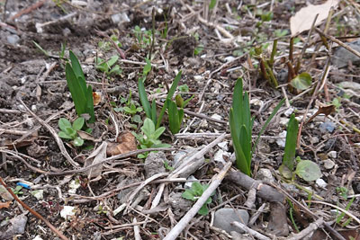 3月上旬スノーフレークの芽吹き