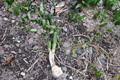 鹿が食べかけたスノーフレーク