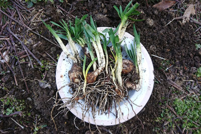 スノーフレーク植え替え