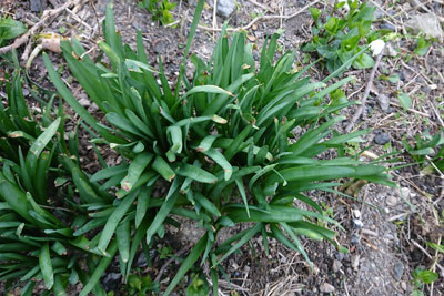 4月初旬のスノーフレーク