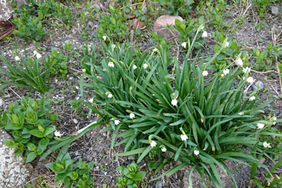 スノーフレークの花